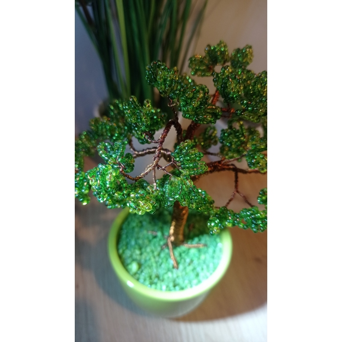 Cedr Bonsai