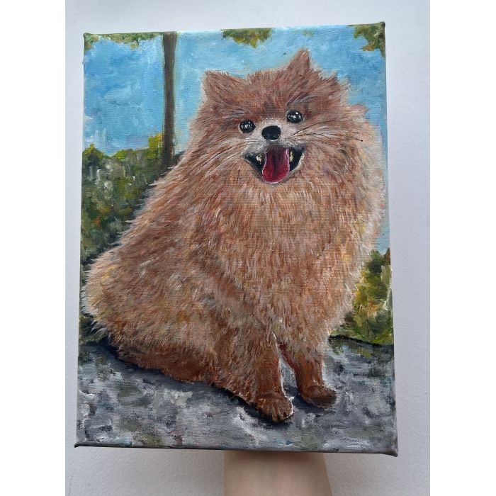 Szpic pomerański (Pomeranian)