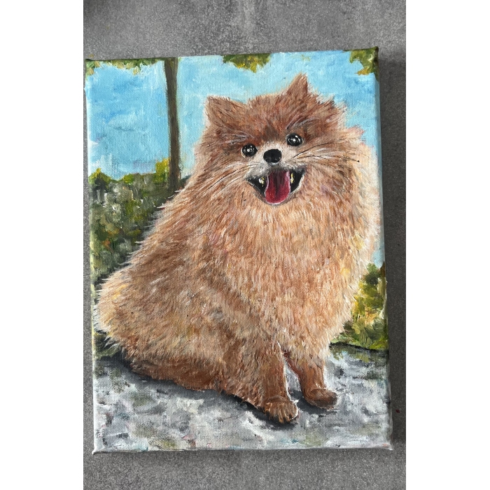 Szpic pomerański (Pomeranian)