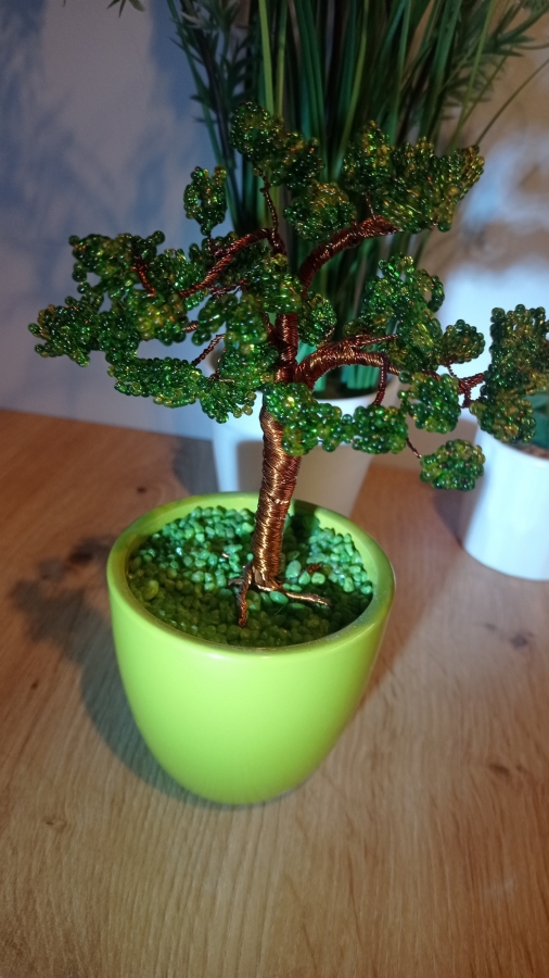 Cedr Bonsai