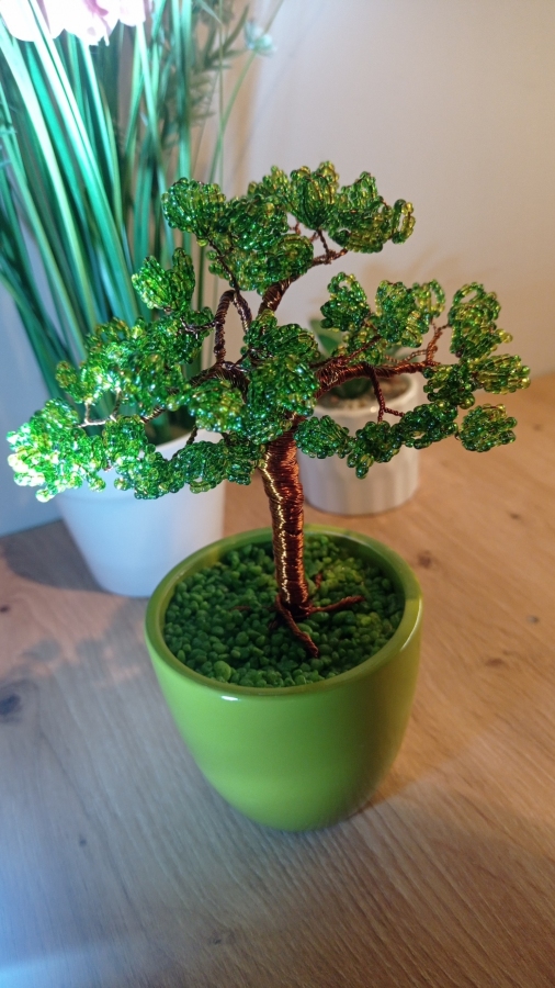 Cedr Bonsai