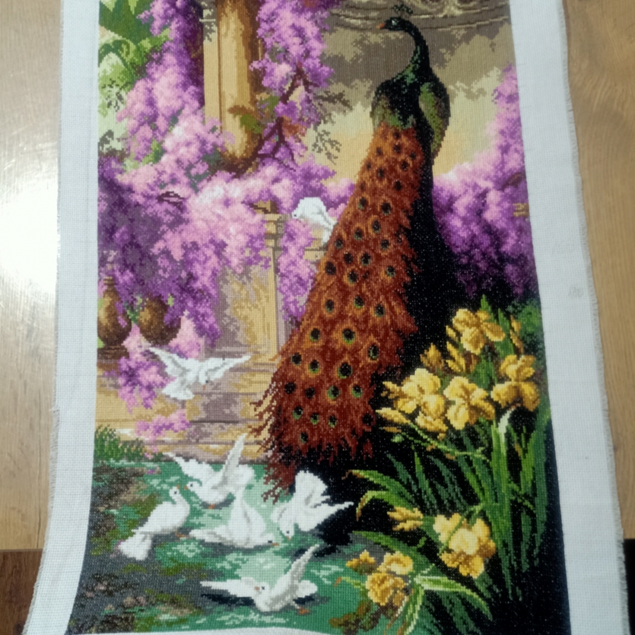 Paw i gołębie w ogrodzie