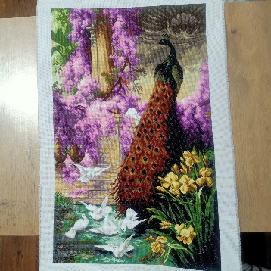 Paw i gołębie w ogrodzie