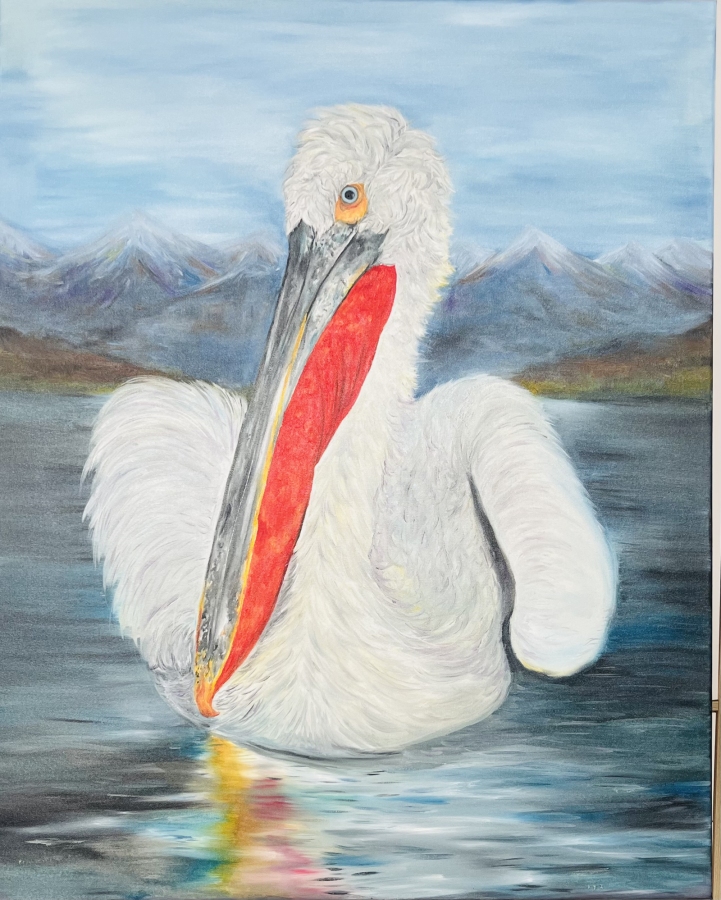 Dalmatian pelican 