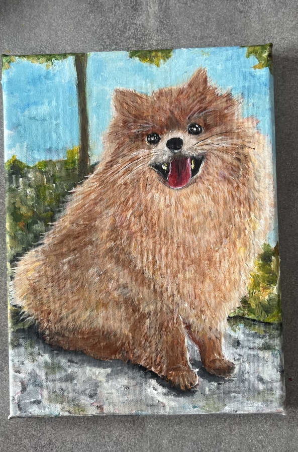 Szpic pomerański (Pomeranian)