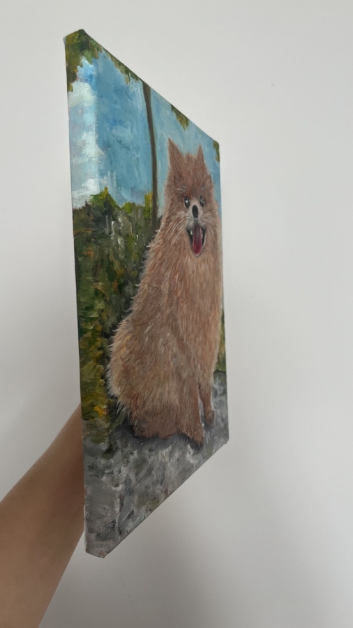 Szpic pomerański (Pomeranian)