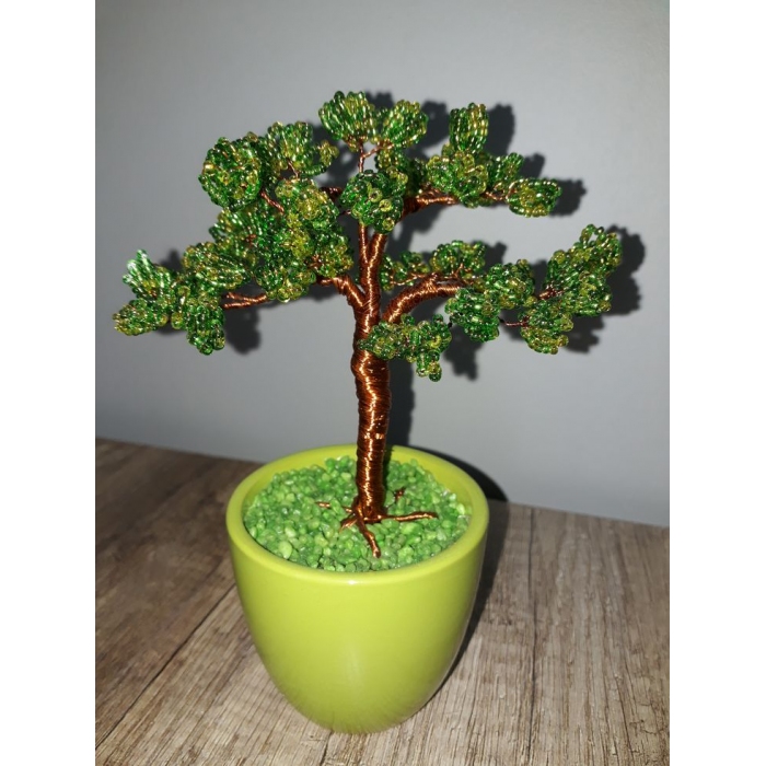 Cedr Bonsai