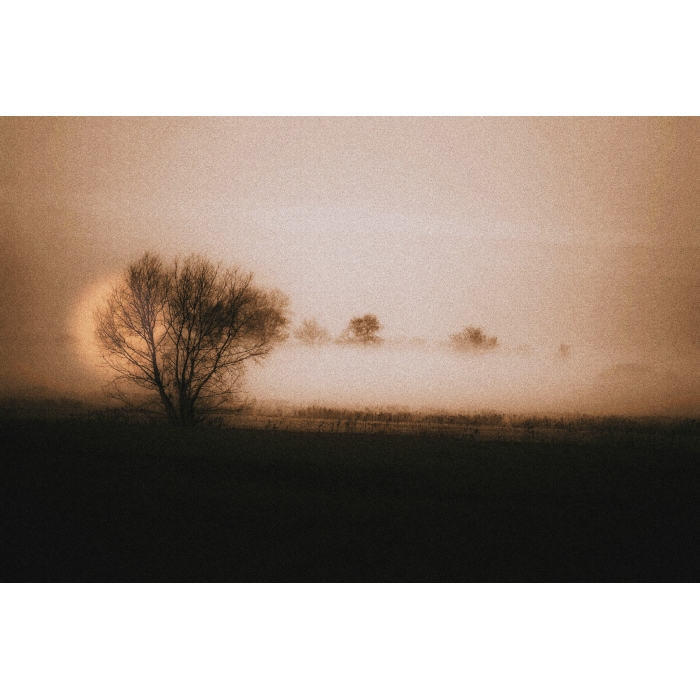  Mglisty wschód przy lesie