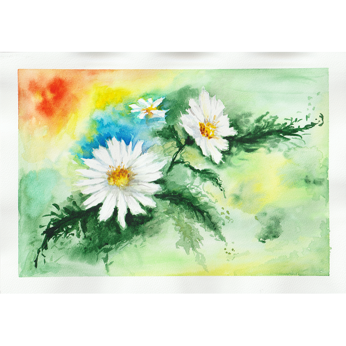 Stokrotki kwitną również w styczniu