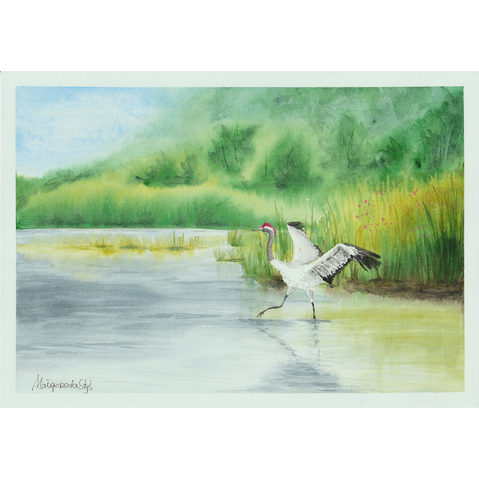 Wiosna na mokradłach