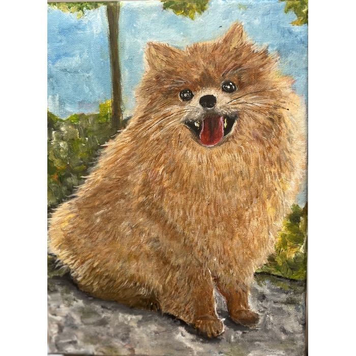 Szpic pomerański (Pomeranian)