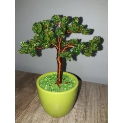 Cedr Bonsai