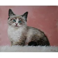 Kot