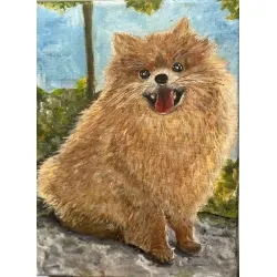 Szpic pomerański (Pomeranian)